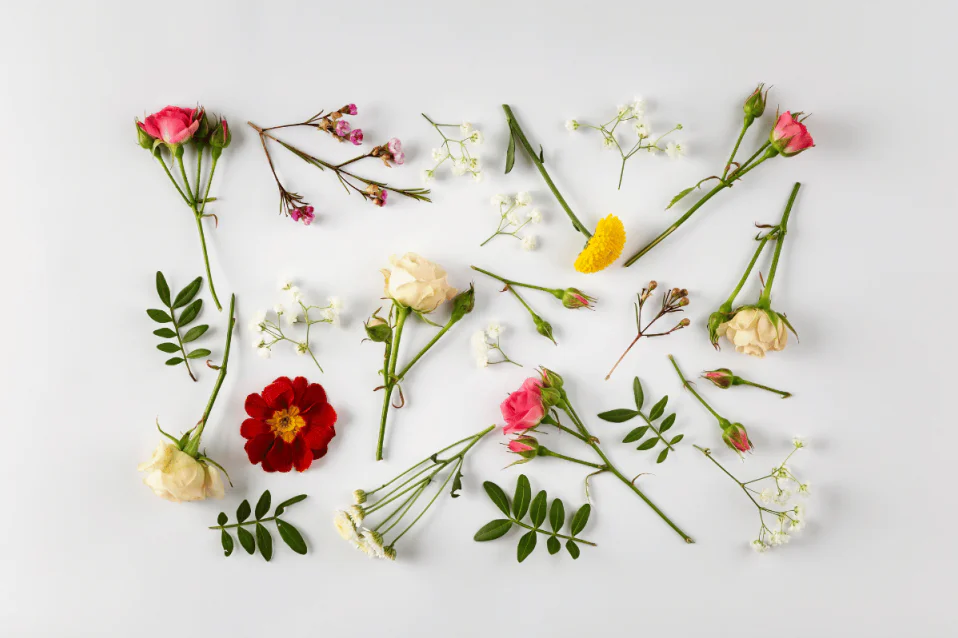 160+ tên các loài hoa tiếng Anh và từ vựng liên quan nên biết